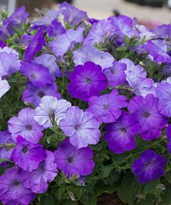 HT Petunia seeds Councillor 0.1g