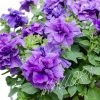 Petunia Duo F1