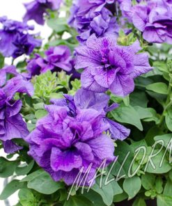 Petunia Duo F1