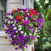HT Petunia seeds Trailing Mixed 0.2g