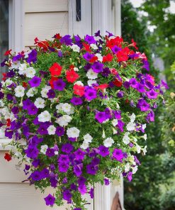 HT Petunia seeds Trailing Mixed 0.2g