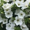 HT Petunia seeds Snowball 0.20g