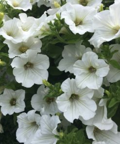 HT Petunia seeds Snowball 0.20g