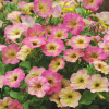Petunia Zora H
