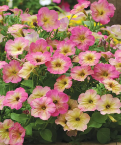 Petunia Zora H