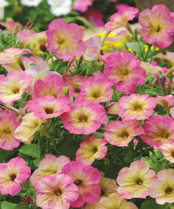 Petunia Zora H