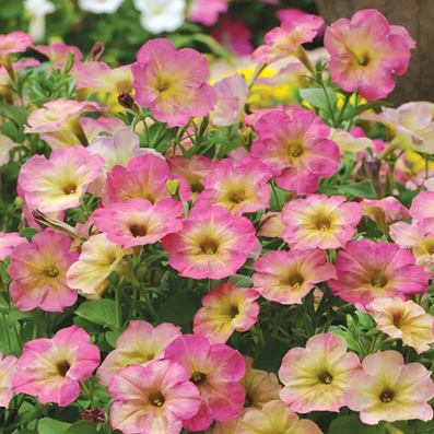 Petunia Zora H