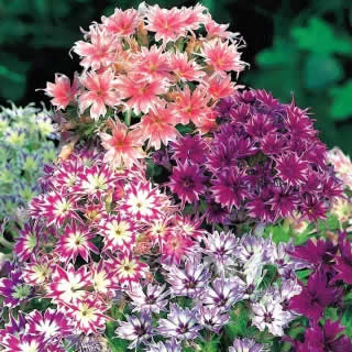 Phlox Drummond Phlox Twinkling Beauty