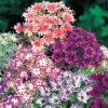Phlox Drummond Phlox Twinkles
