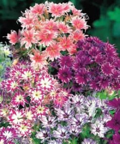 Phlox Drummond Phlox Twinkles