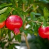 Tree Dwarf Pomegranate