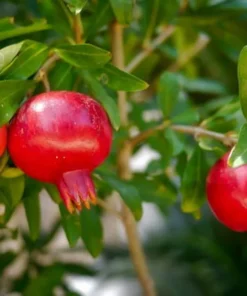 Tree Dwarf Pomegranate