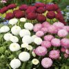 pomponette daisy mixed
