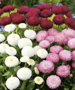 pomponette daisy mixed
