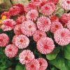 pomponette daisy pink