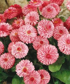 pomponette daisy pink
