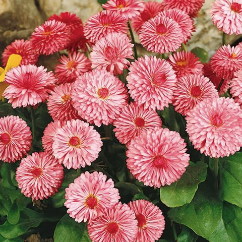 pomponette daisy pink