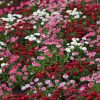 Daisy Pomponette Daisy Mixed