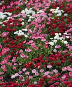 Daisy Pomponette Daisy Mixed