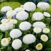 Daisy Large Flowered White