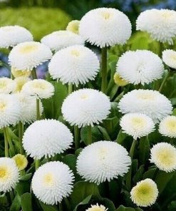 Daisy Large Flowered White