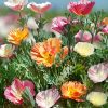 Californian Poppy Balerina