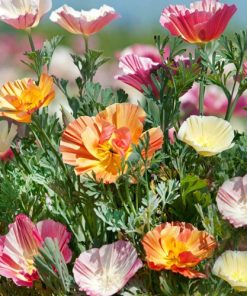 Californian Poppy Balerina
