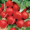 Radish Faraon
