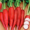Radish Krasnij Velikan