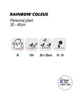 Alternative view of Coleus Rainbow