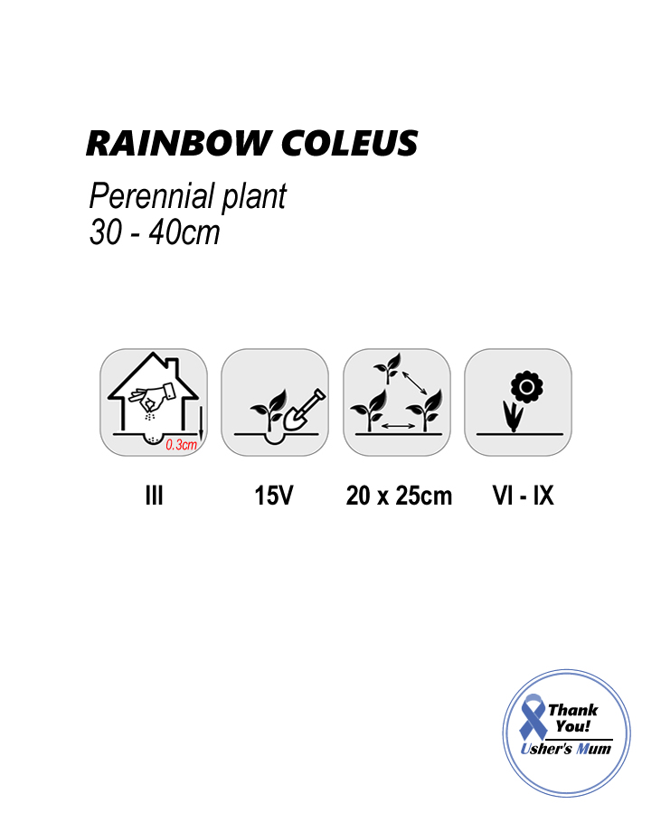 Coleus seeds Decorative Nettle Rainbow - Image 2