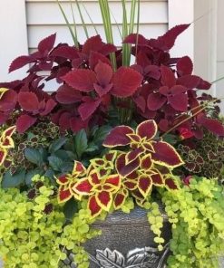 rainbow-coleus