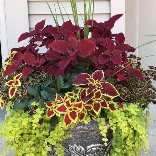 rainbow-coleus