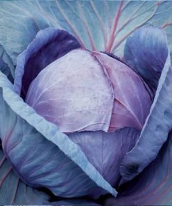 red cabbage mars