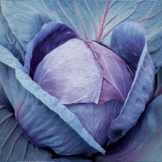 red cabbage mars