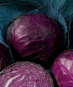 Cabbage Rufus