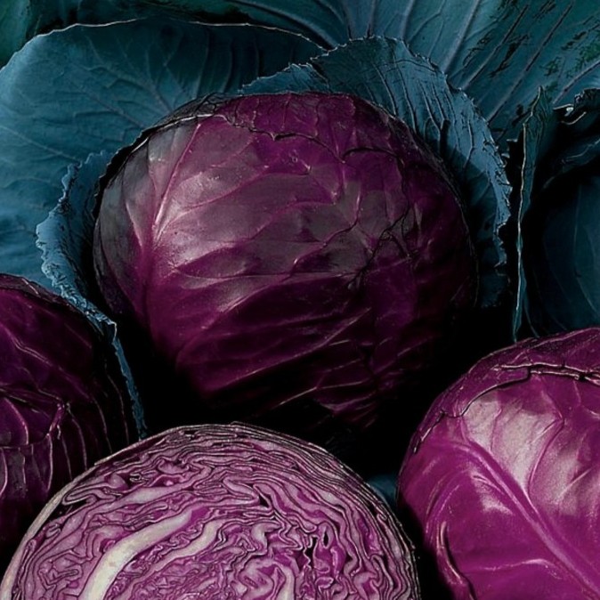 Cabbage Rufus