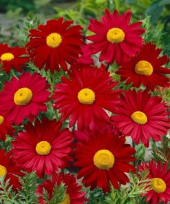 red-daisy-robinsons-giant