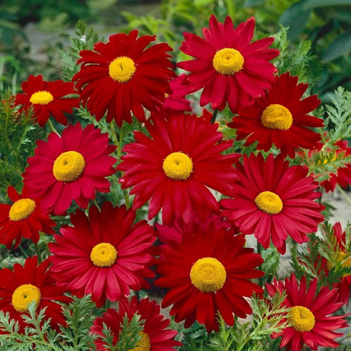 Red Daisy Robinson Giants