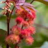 Castor Oil Plant