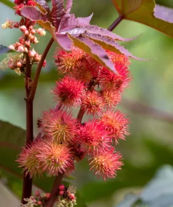 Castor Oil Plant