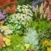 Rockgarden Perennial Plants Mixed