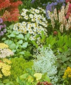 Rockgarden Perennial Plants Mixed