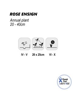 Alternative view of Convolvulus Rose Ensign 2g