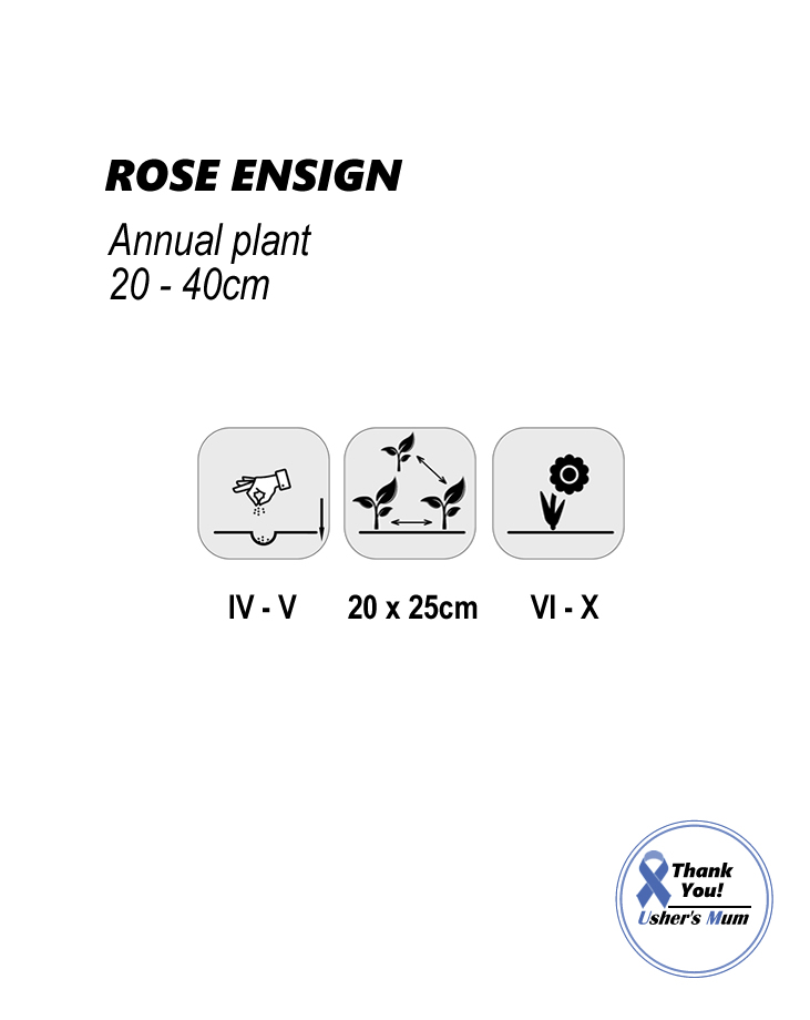 Convolvulus Rose Ensign 2g - Image 2
