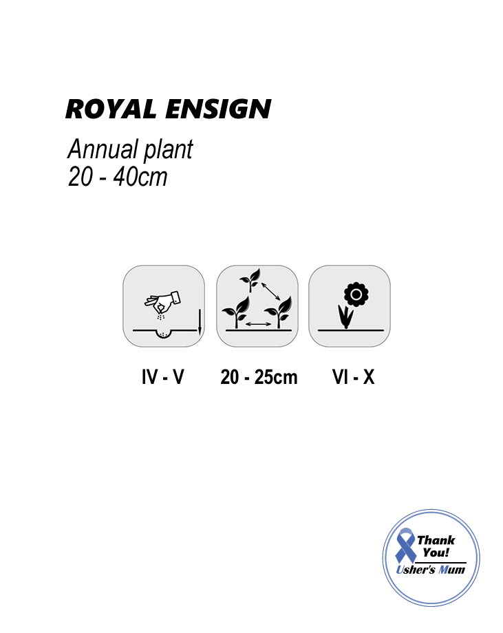 Convolvulus Royal Ensign 2g - Image 2