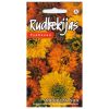 Rudbeckia Moroccan Sun