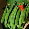 Bean Flower Beans Rotbluhende