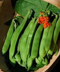 Bean Flower Beans Rotbluhende