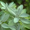 Sage Salvia